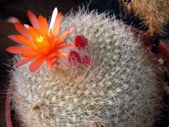 Notocactus_haselbergii